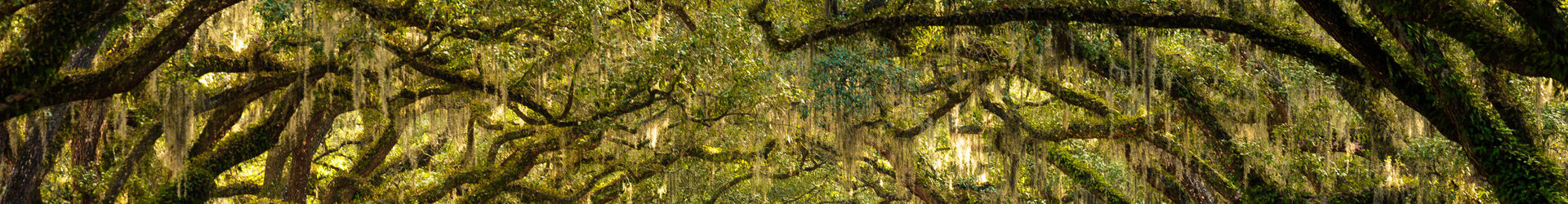 Georgia Shutterstock 236018200